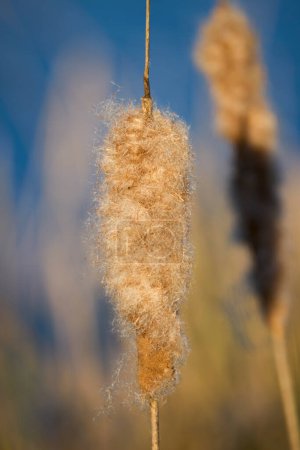Seeds of fluffy cattail close-up. Coastal vegetation near the lake.