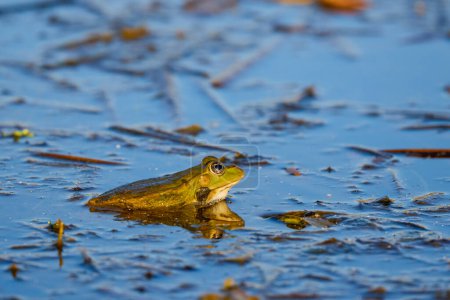a frog sitting on the surface of a lake.
