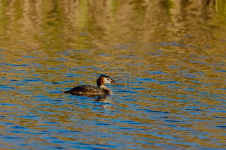 (Podiceps cristatus) floats on the water of a lake.