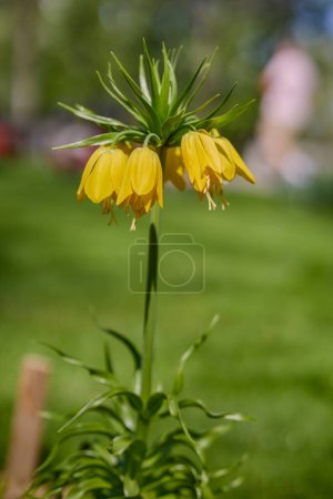 Fritillaria imperialis (crown imperial, imperial fritillary or Kaiser's crown) is a species of flowering plant in the lily family.