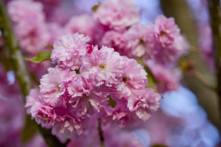 Photo for Branch of Prunus Kanzan cherry. Pink double flowers and green leaves in the blue sky background, close up. - Royalty Free Image