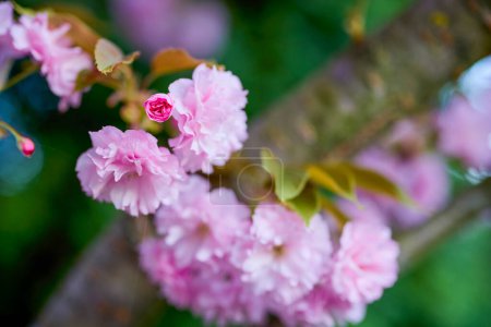 Rama de Prunus Kanzan cereza. Rosa flores dobles y hojas verdes en el fondo del cielo azul, de cerca.