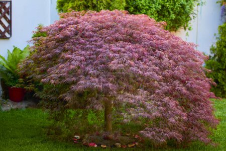 Follaje rojo del Laceleaf llorón Arce japonés (Acer palmatum) en el jardín

