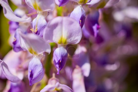 primer plano en el florecimiento de flores de glicina blanca y violeta en primavera