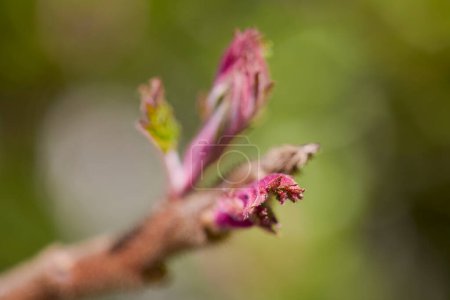 bud of (Rhus typhina) with blurred background, spring day.