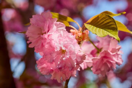 Branch of Prunus Kanzan cherry. Pink double flowers and green leaves in the blue sky background, close up.