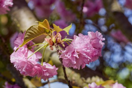 Photo for Branch of Prunus Kanzan cherry. Pink double flowers and green leaves in the blue sky background, close up. - Royalty Free Image