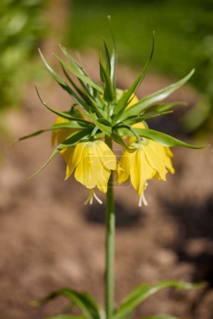 Fritillaria imperialis (crown imperial, imperial fritillary or Kaiser's crown) is a species of flowering plant in the lily family.