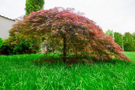 Foto de Follaje rojo del Laceleaf llorón Arce japonés (Acer palmatum) en el jardín - Imagen libre de derechos