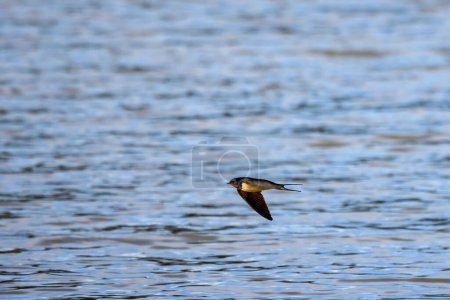 Foto de Una golondrina de granero (Hirundo rustica) vuela sobre un lago en busca de insectos - Imagen libre de derechos