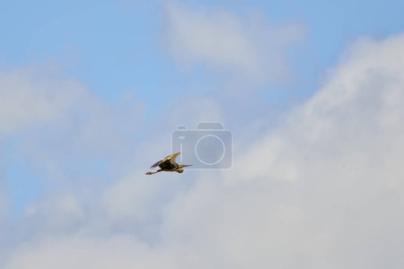 Bild eines fliegenden Purpurreihers am Himmel.