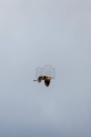 Image of a flying purple heron in the sky.