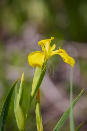 close up with yellow pond iris