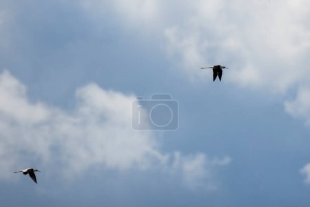 Black winged stilt (Himantopus himantopus) captured while in flight
