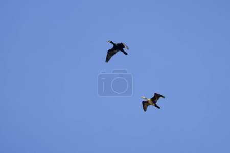 two cormorants in flight in the blue sky