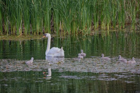 un cisne con polluelos en un lago.