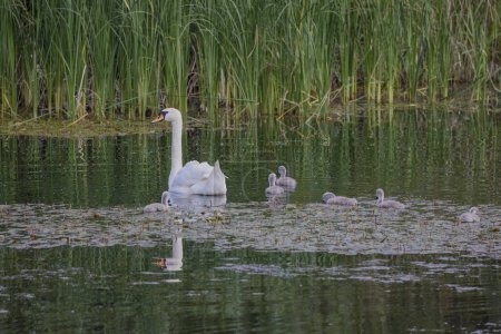 a swan with chicks on a lake.