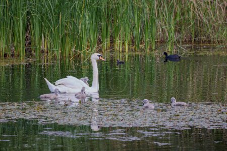 un cisne con polluelos en un lago.