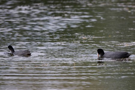 (Fulica atra) with chicks on a lake.