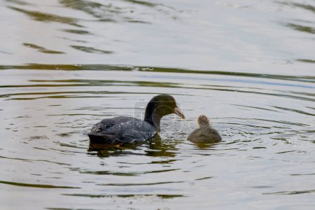 (Fulica atra) with chicks on a lake.