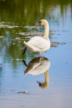the male swan on a lake.