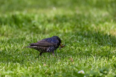 a starling through the grass looking for food.