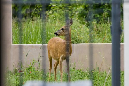 a deer seen between the bars of a fence.