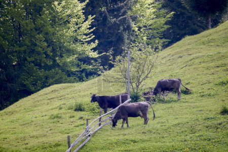 Foto de Vacas en un prado de montaña en un día de primavera - Imagen libre de derechos