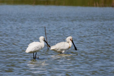 a pair of (Platalea leucorodia) on a lake.