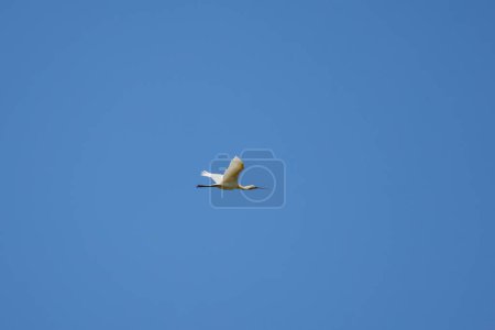 (Platalea leucorodia) in flight in the blue sky.