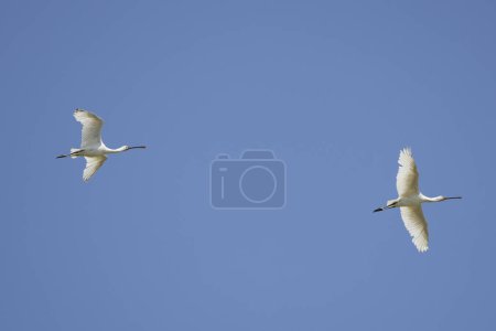 (Platalea leucorodia) in flight in the blue sky.