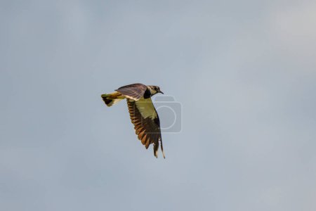 (Vanellus vanellus) en vuelo en el cielo defendiendo su territorio
