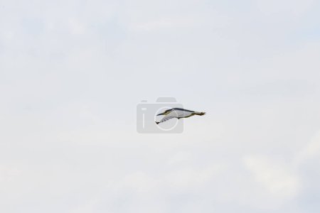 (Nycticorax nycticorax) en vuelo en el cielo