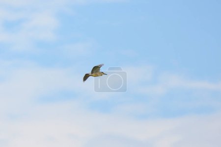 (Nycticorax nycticorax) in flight in the sky