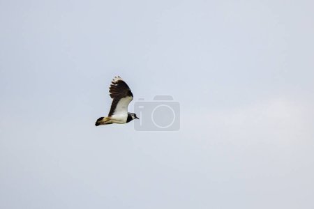 (Vanellus vanellus) in flight in the sky defending its territory