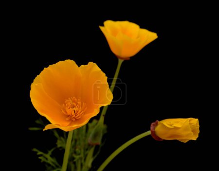 Photo for Flora of Gran Canaria -  Eschscholzia californica, the California poppy, introduced and invasive species - Royalty Free Image