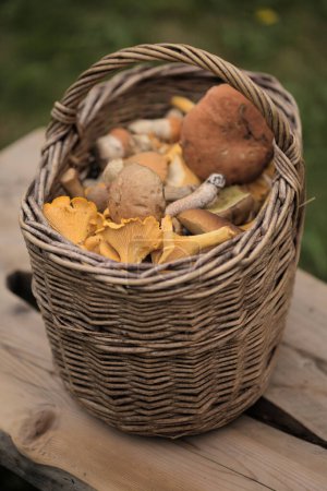 Photo for Foraging in Finland - basketfull of summer season mushrooms, including golden chanterelle - Royalty Free Image