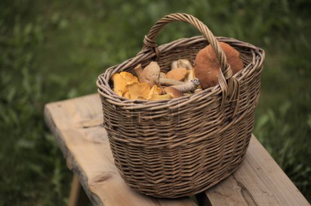 Photo for Foraging in Finland - basketfull of summer season mushrooms, including golden chanterelle - Royalty Free Image