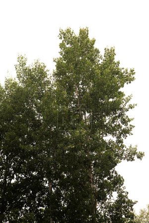Foto de Flora of Finland - Populus tremula, álamo común, aislado sobre fondo blanco - Imagen libre de derechos