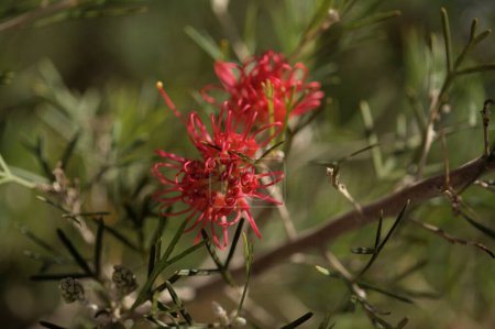 Téléchargez les photos : Grevillea à fleurs rouges, fleur d'araignée, fond macro floral naturel - en image libre de droit