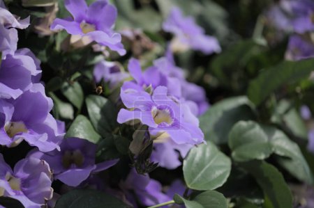 Téléchargez les photos : Fleurs de Thunbergia grandiflora, skyflower bleu, fond macro floral naturel - en image libre de droit