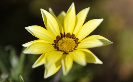 Téléchargez les photos : Floraison Gazania rigens, fleur au trésor, fond macro floral naturel - en image libre de droit