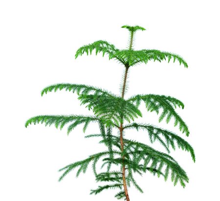 Small Araucaria tree isolated on white background