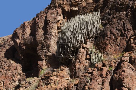 Photo for Spectacular vertical walls of Barranco Hondo, Deep Ravine, Gran Canaria, Canary Islands - Royalty Free Image