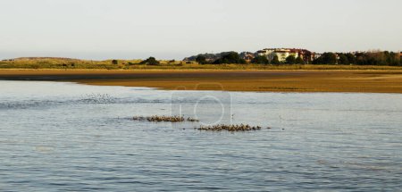 Kantabrien, Bucht von Santander, kleine Inseln im Niedrigwasser werden von Gruppen von rostigen Steinwälzern genutzt