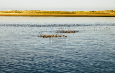 Cantabrie, baie de Santander, petites îles en basse marée sont utilisées par des groupes de tourniquets