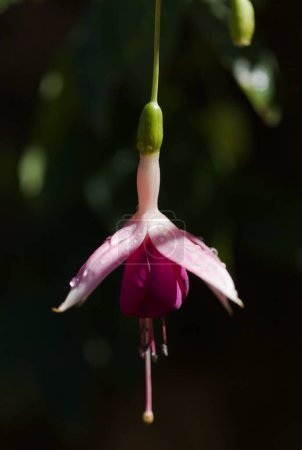 Pink flowering Fuchsia natural macro floral background