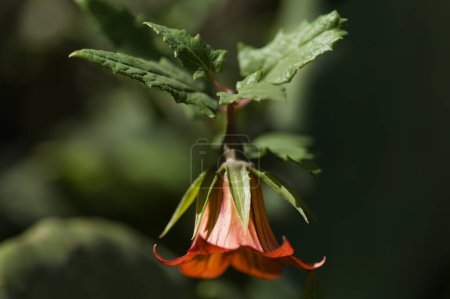 Téléchargez les photos : Flore de Gran Canaria - Canarina canariensis, Fond macro floral naturel de la groseille des Canaries - en image libre de droit