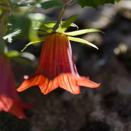 Flora von Gran Canaria - Canarina canariensis, Kanarische Glockenblume natürlichen makrofloralen Hintergrund