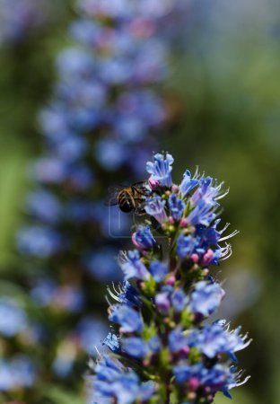 Flore de Gran Canaria - Echium callithyrsum, bugloss bleu de Tenteniguada, endémique de l'île, fond macro floral naturel